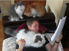 cat friendly vacation rentals