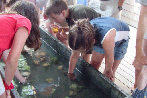 aquarium nantucket