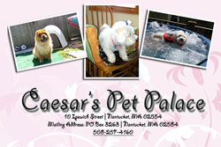 caesars pet palace nantucket, , pet boarding near Nantucket, Cape Cod dog daycare, pet boarding Nantucket pet sitting