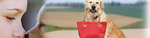 pet daycare in salt lake city