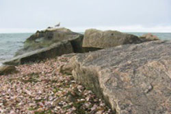 jetties beach trail