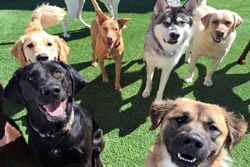 Cape Cod Dog Center, pet boarding near Nantucket, Cape Cod dog daycare, pet boarding Nantucket pet sitting