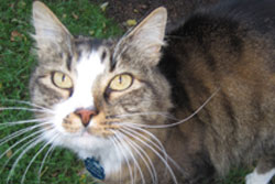 nantucket pet sitter, pet boarding near Nantucket, Cape Cod dog daycare, pet boarding Nantucket pet sitting