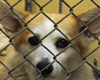 offshore animal hospital nantucket