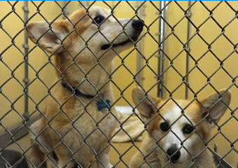 offshore animal hospital pet friendly veterinarian nantucket