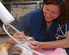 offshore animal hospital nantucket