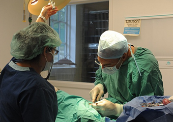 offshore animal hospital pet friendly veterinarian nantucket